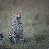 2Yawning Cheetah - ID: 15270869 © Louise Wolbers