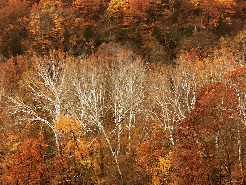 A Hillside in Autumn