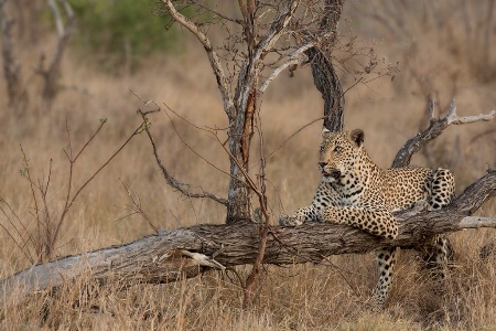 Leopard Pose