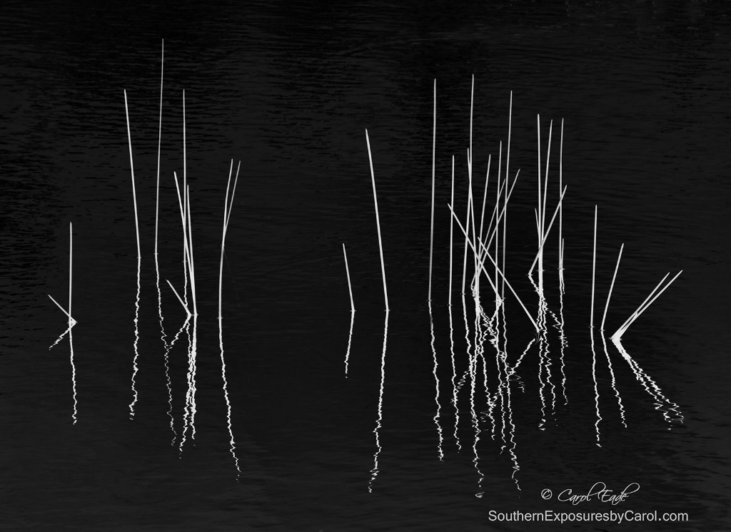 Pond Zen - ID: 15271114 © Carol Eade