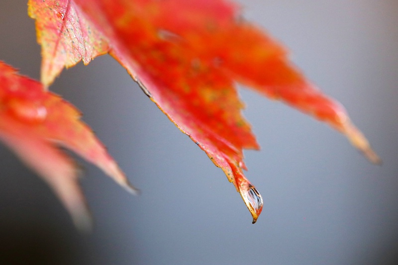 Backyard Maple