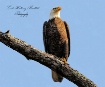 Eagle  In  Backya...