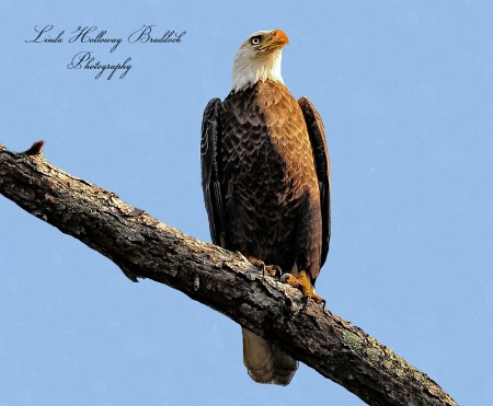 Eagle  In  Backyard