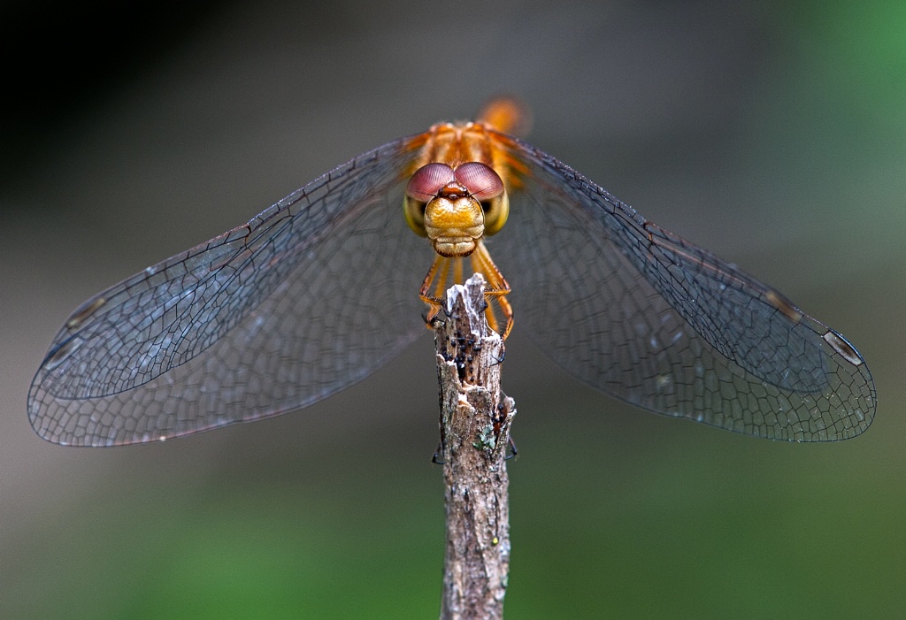 Dragonfly Dentures