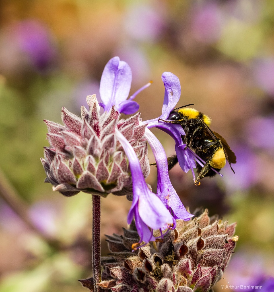 Bee Beautiful