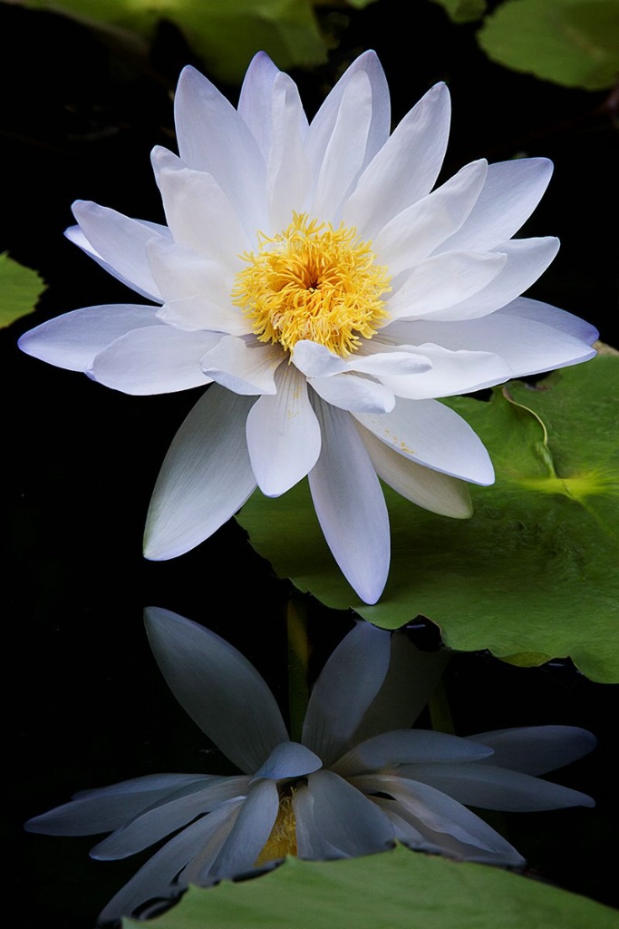 Beauty of the Lily