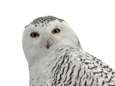 The Noble Snowy Owl