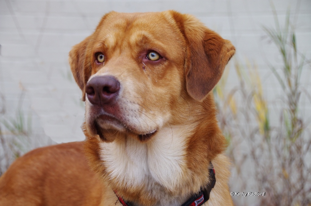 Sampson's Head Shot