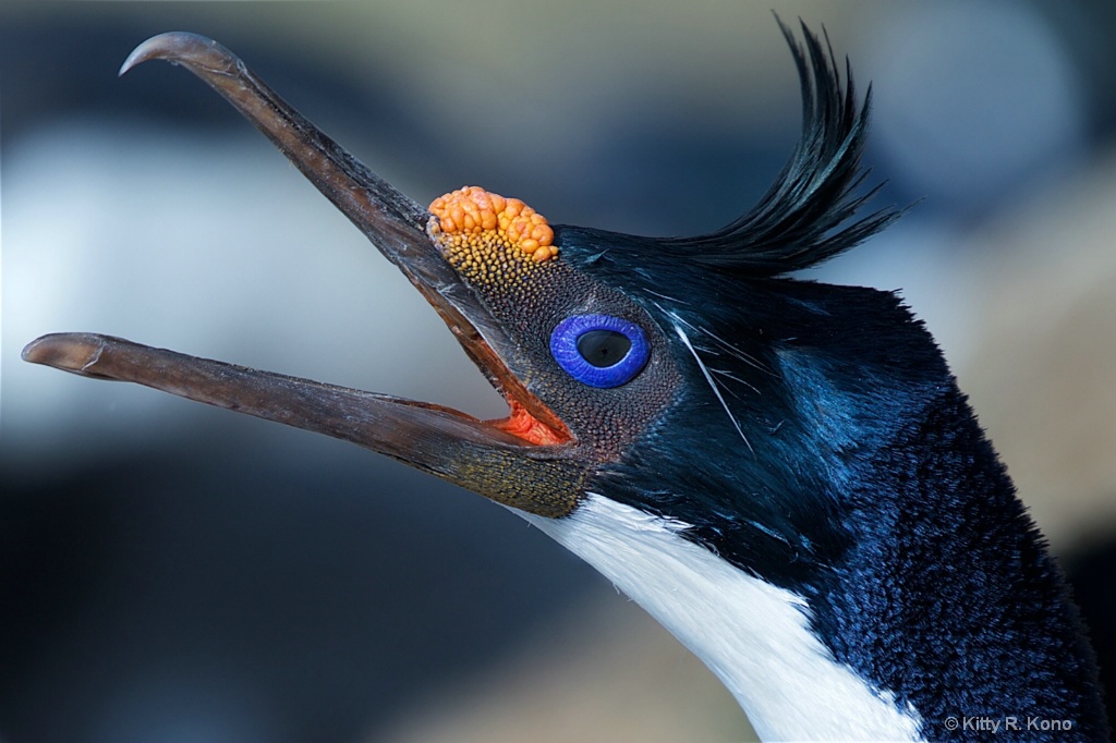 The Face if the Blue Eyed Shag on Bird Island in t