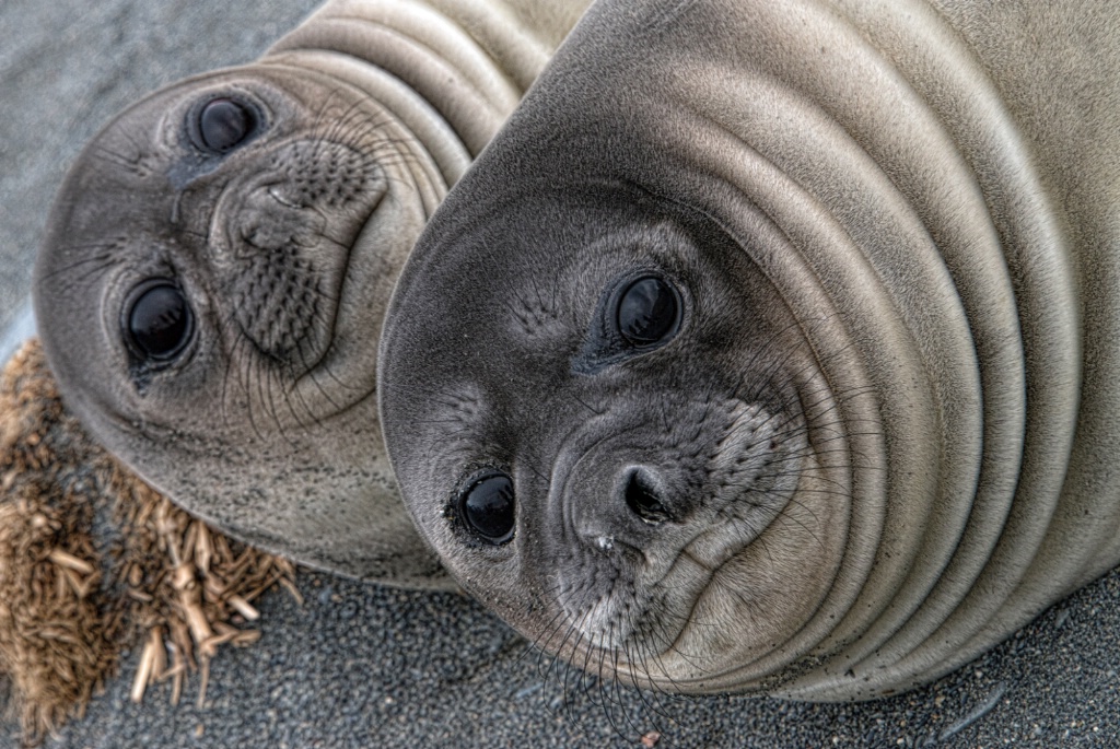 Elephant Seal Pups