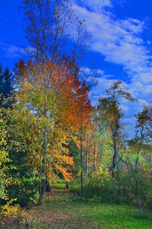 -------"Fall Foliage and Blue Sky"-------