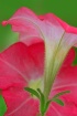 Petunia