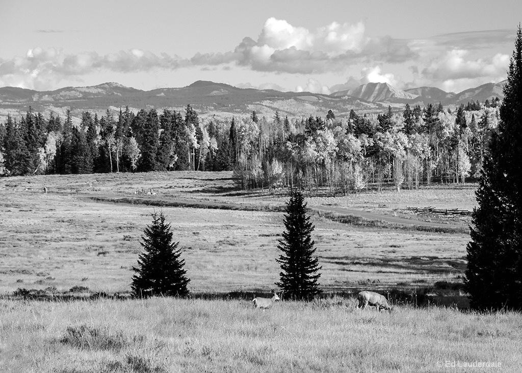 High Meadow II