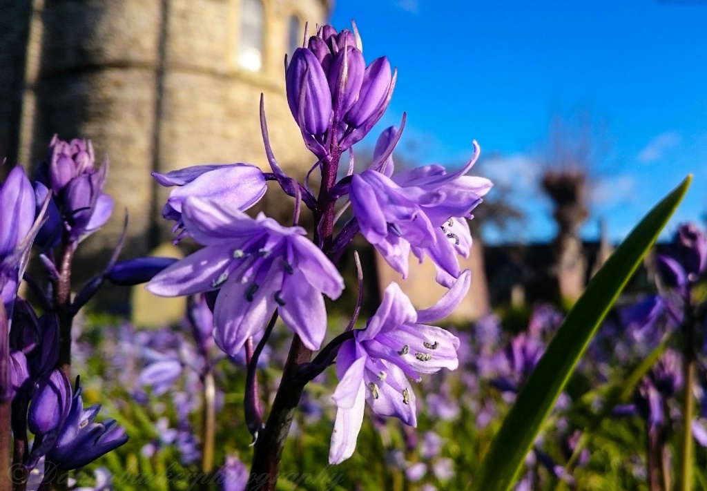 Bluebell In The Churchyard 