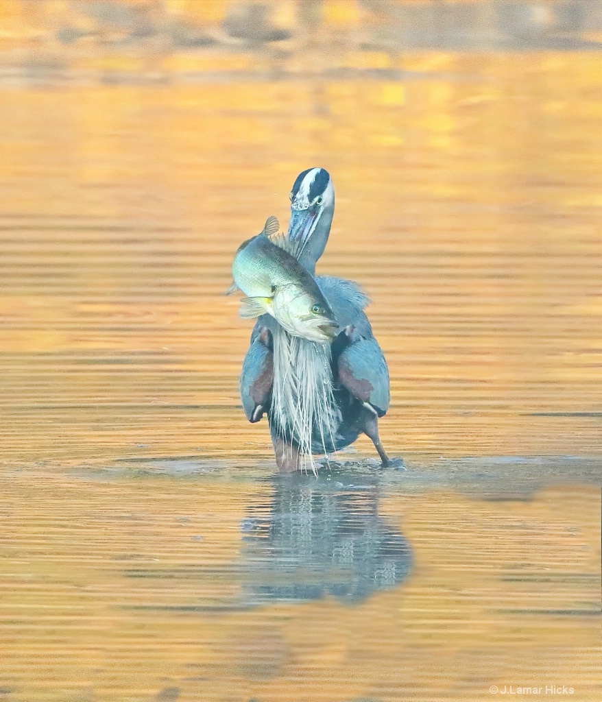 Great Blue Heron-LGE Fish Catch