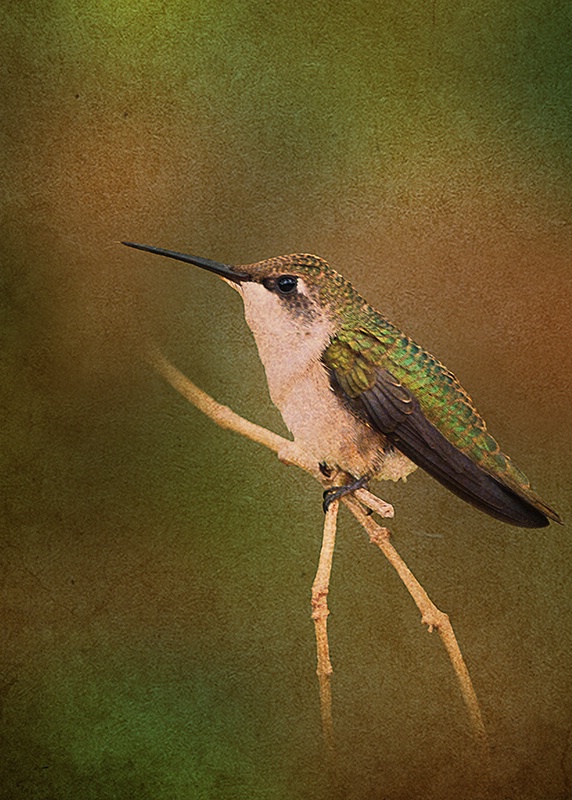 Little Hummer