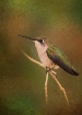 Little Hummer
