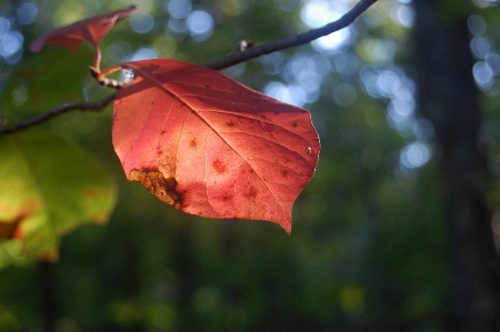 Bright Leaf