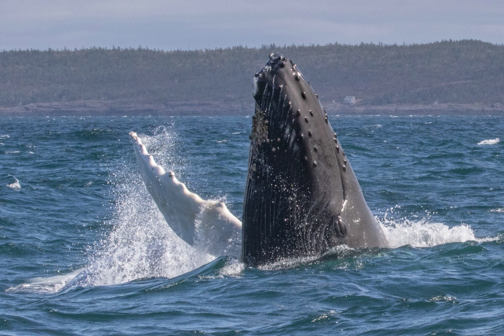 Humpback Whale - ID: 15273403 © Walter B. Biddle