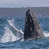 2Humpback Whale - ID: 15273403 © Walter B. Biddle