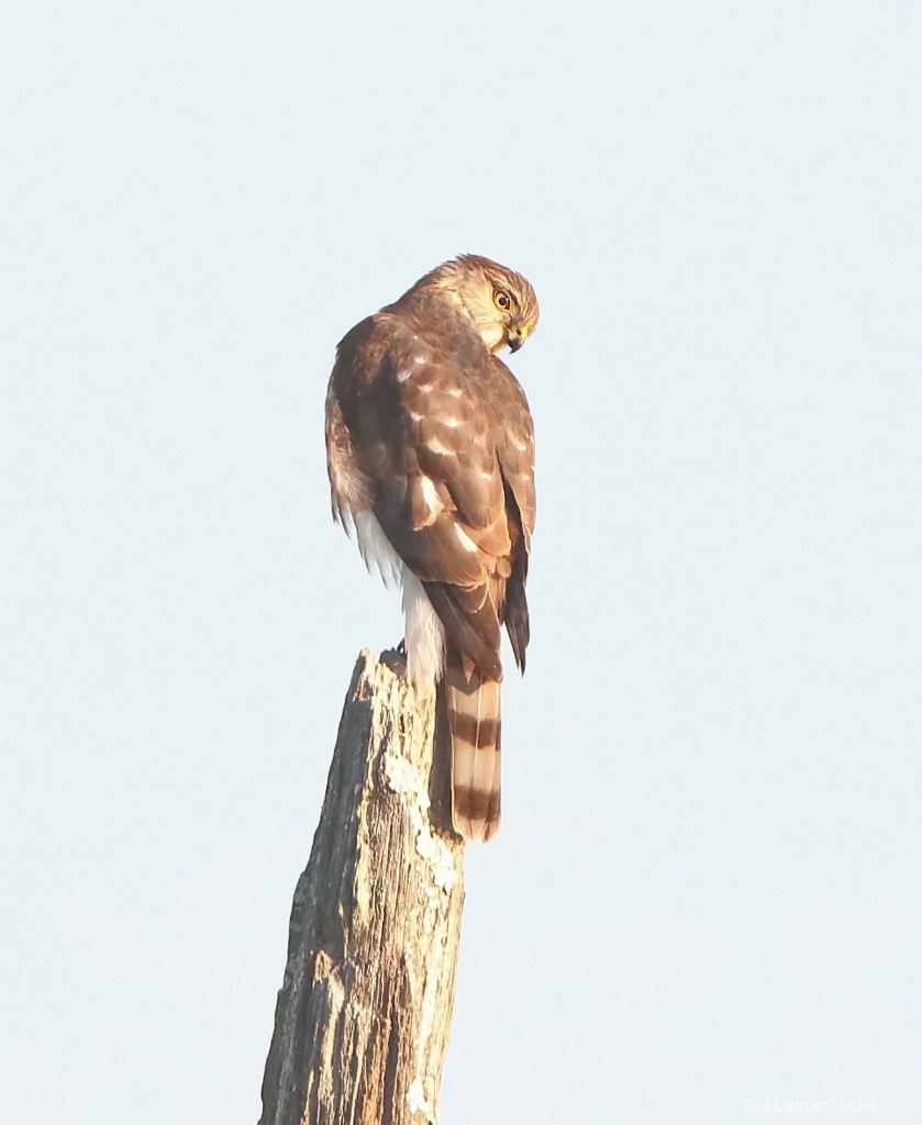 Juvenile-Sharp shinned Hawk