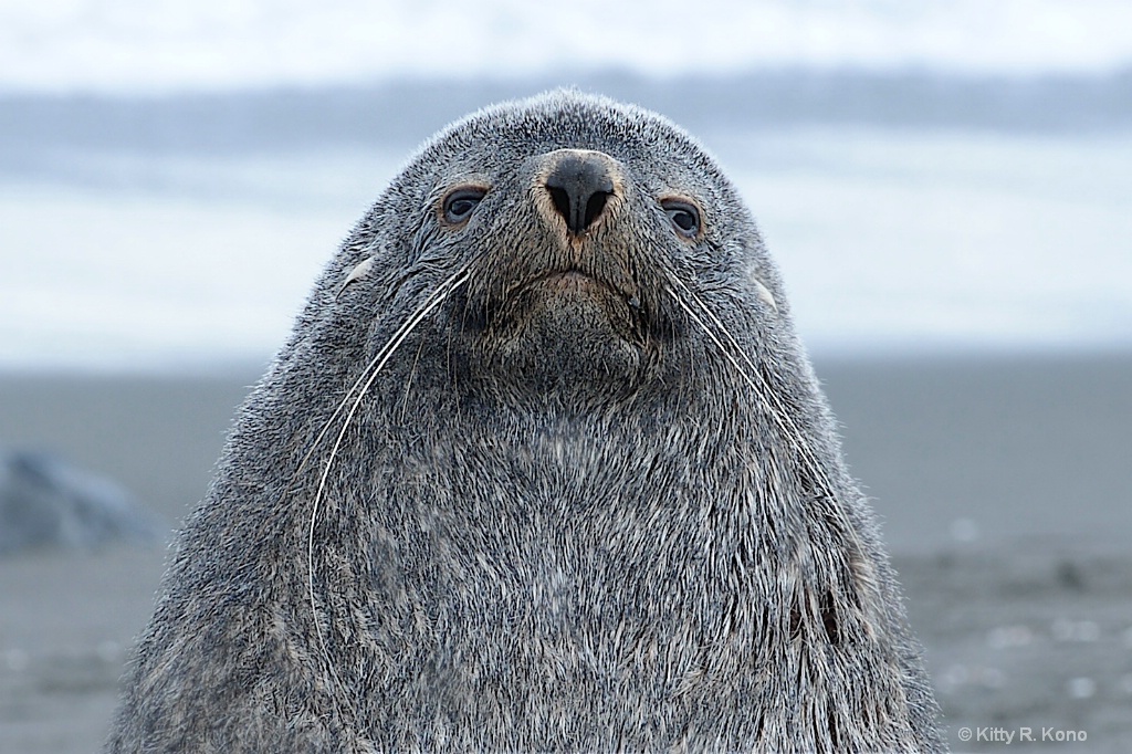 Fur Seal Looking Down His Nose At Me