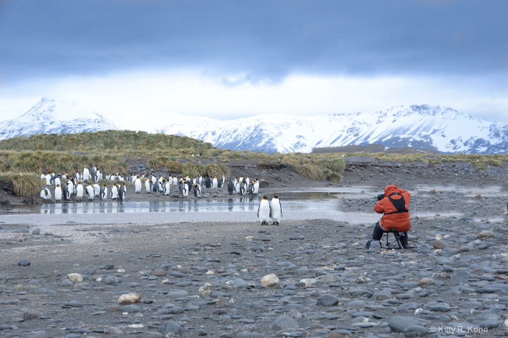 Penguin Portrait Studio