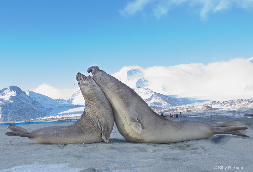 Two Giant Elephant Seals Battling on St. Andrews B - ID: 15273937 © Kitty R. Kono