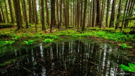 Forest Pond