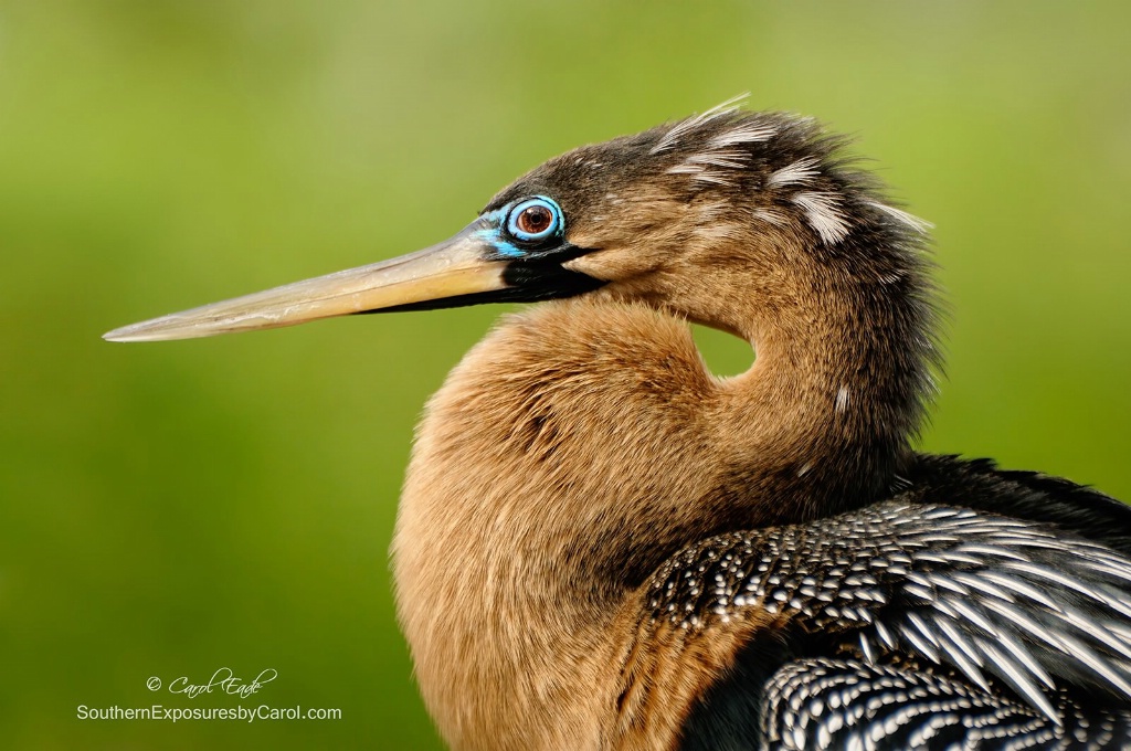 All Dressed Up - ID: 15274156 © Carol Eade