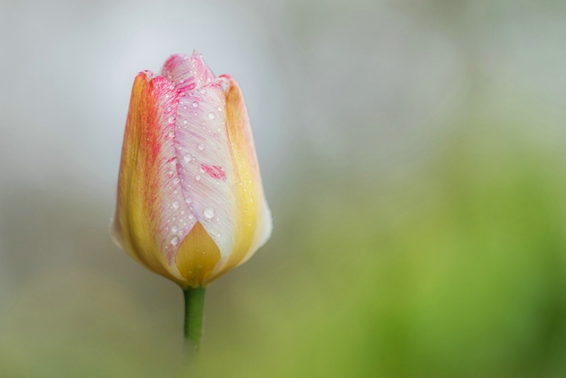 Raindrops on a Tulip