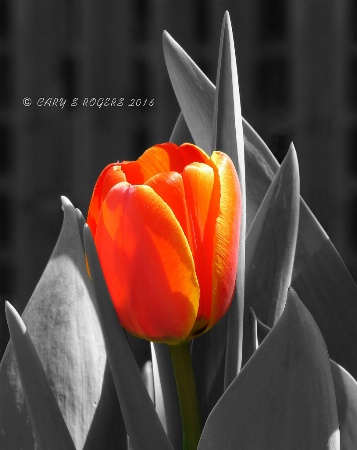 A Splash of Tulip