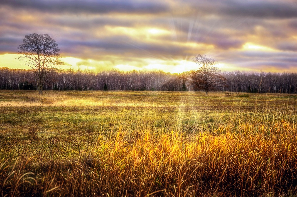 Over the Fields