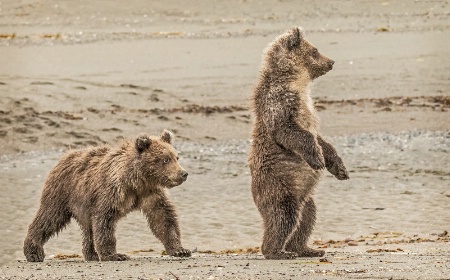 Curious Bear Cubs   