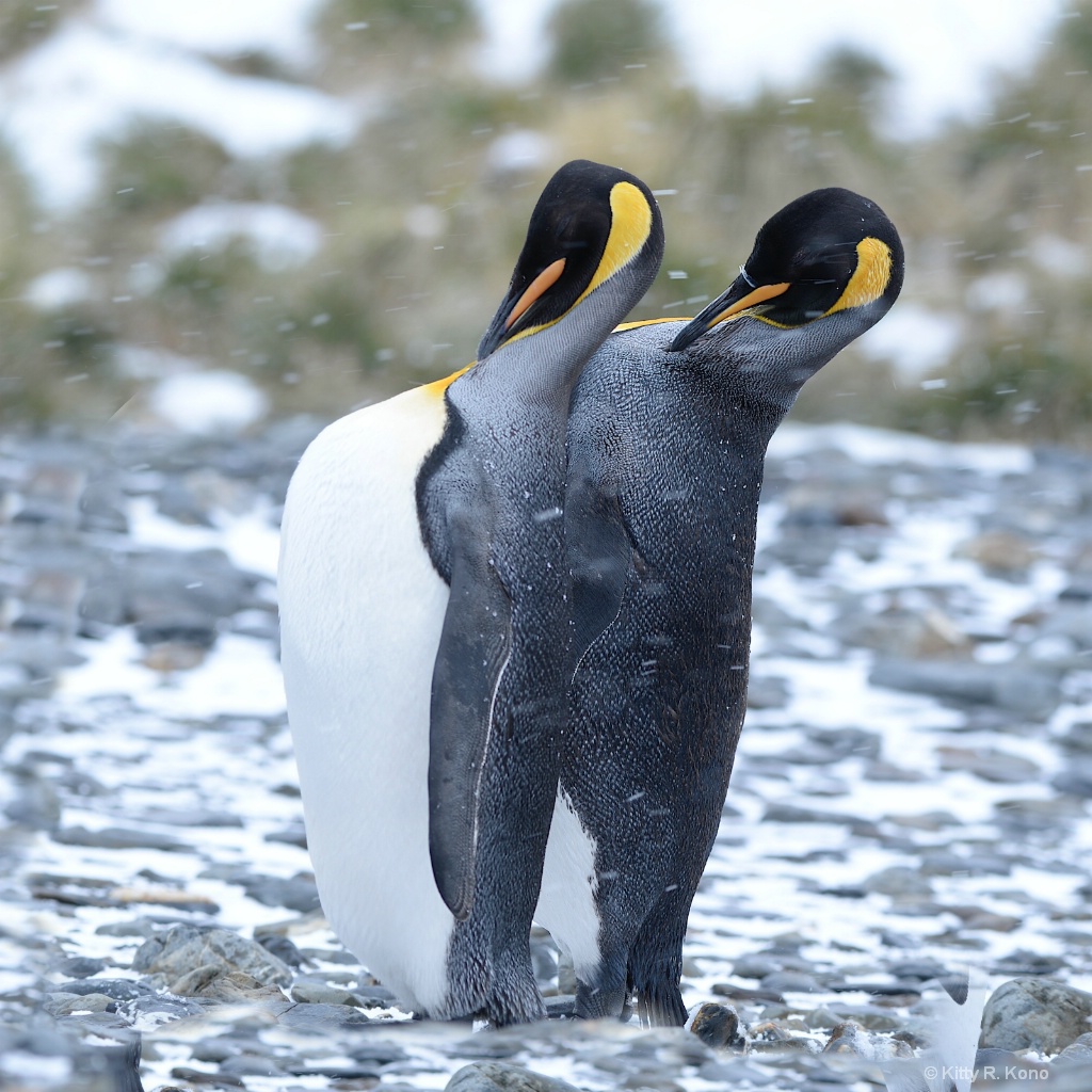 Penguins Grooming in Fortuna