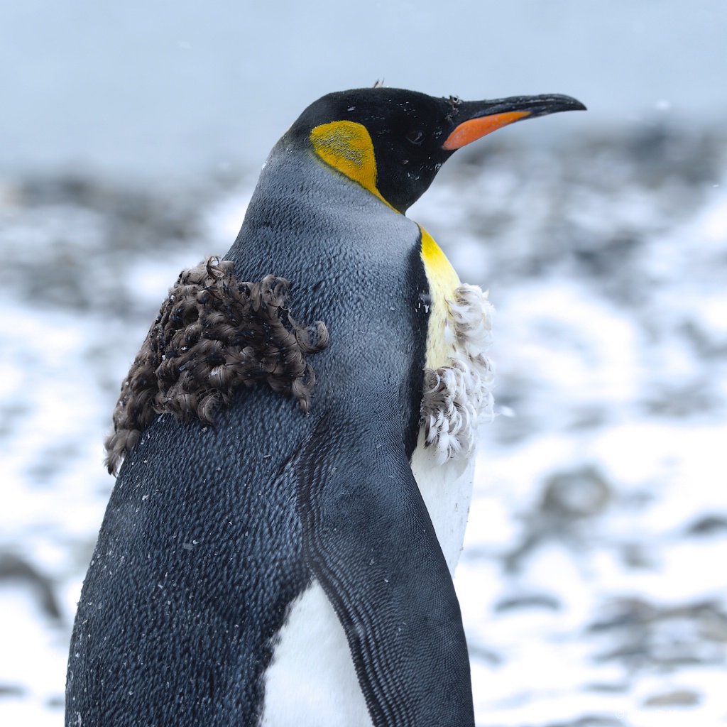 Molting Penguini Fortuna - ID: 15274855 © Kitty R. Kono