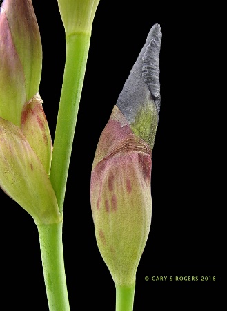 Curvaceous Iris Elements