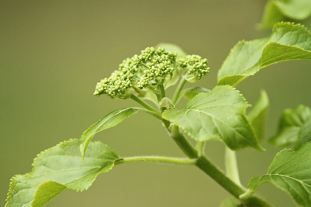 Hydrangea Buds