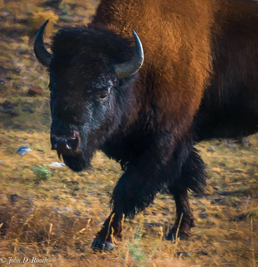 Buffalo on the Range - ID: 15275217 © John D. Roach