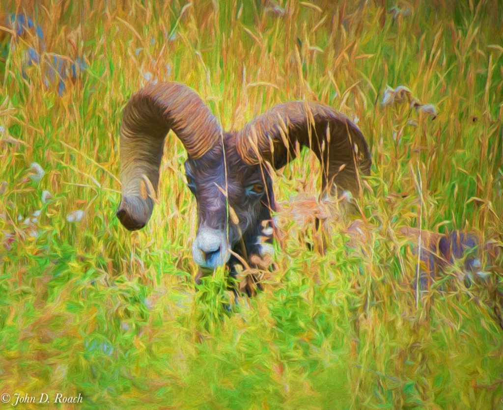 Big Horn Sheep in the Brambles - ID: 15275219 © John D. Roach