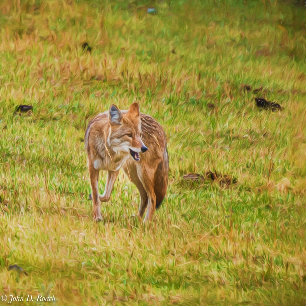 Coyote on the Prowl - ID: 15275220 © John D. Roach