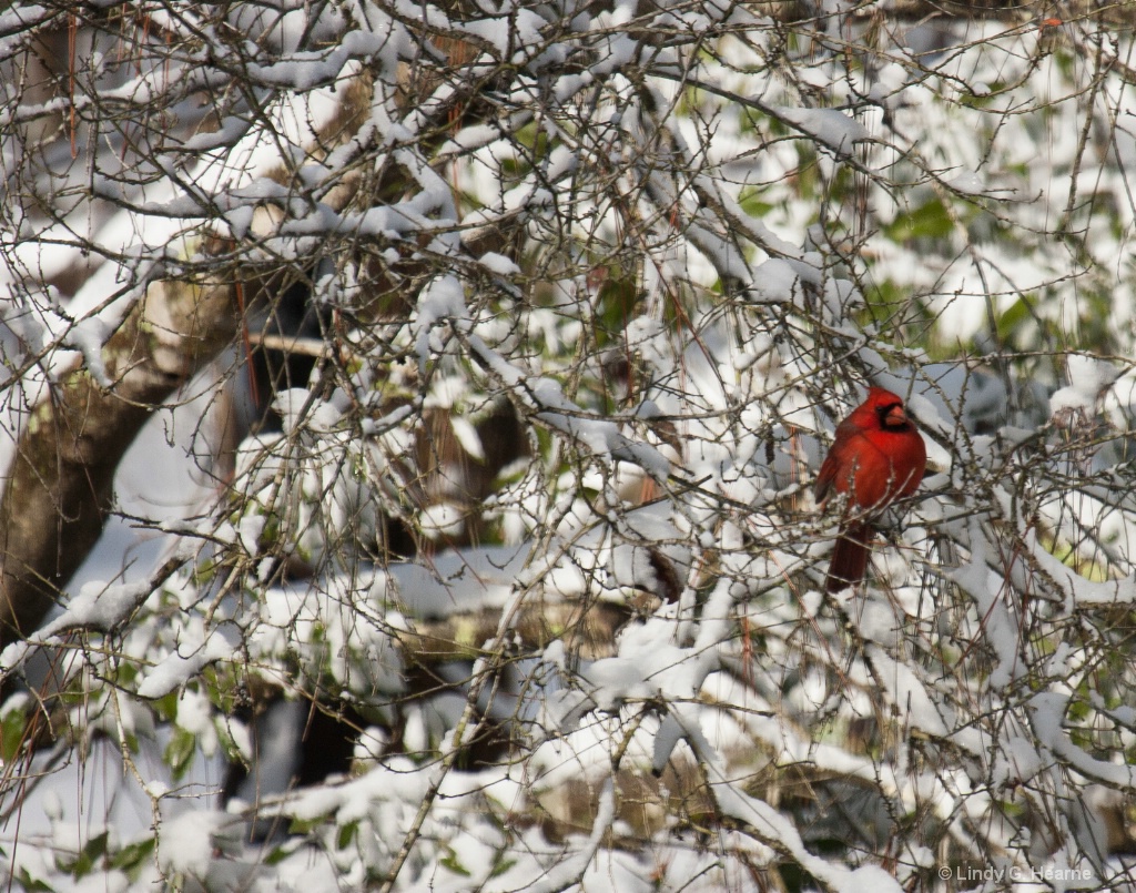 Cardinal in snow