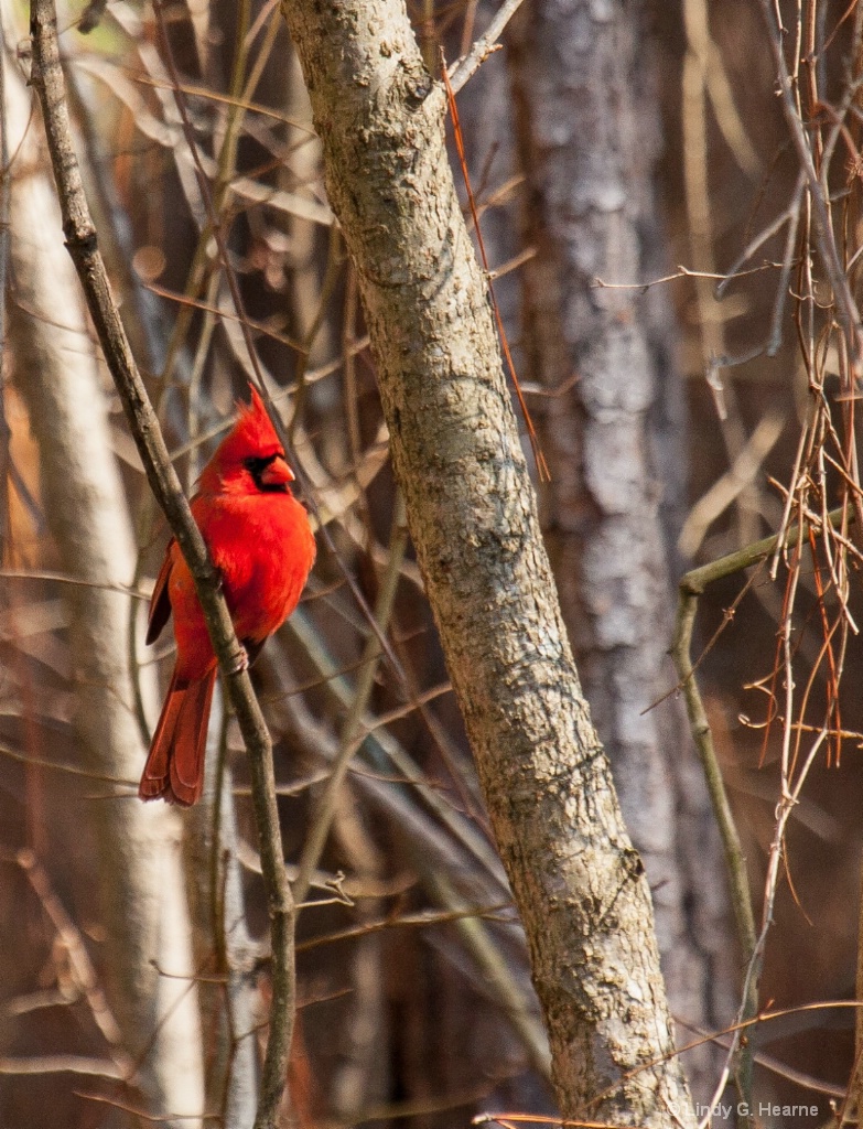 Cardinal in woods