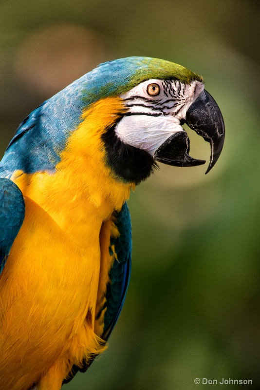 Beautiful Macaw 10-22-16 756 - ID: 15275380 © Don Johnson