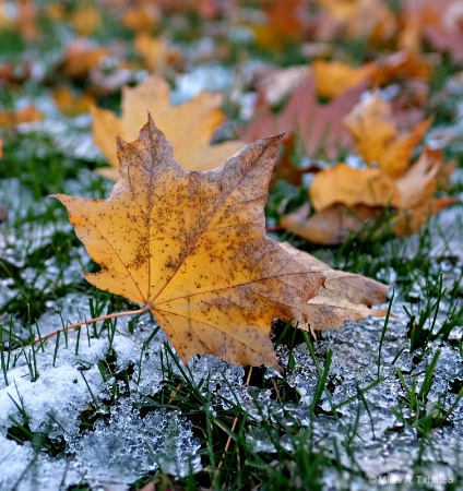 Winter And Autumn Mix