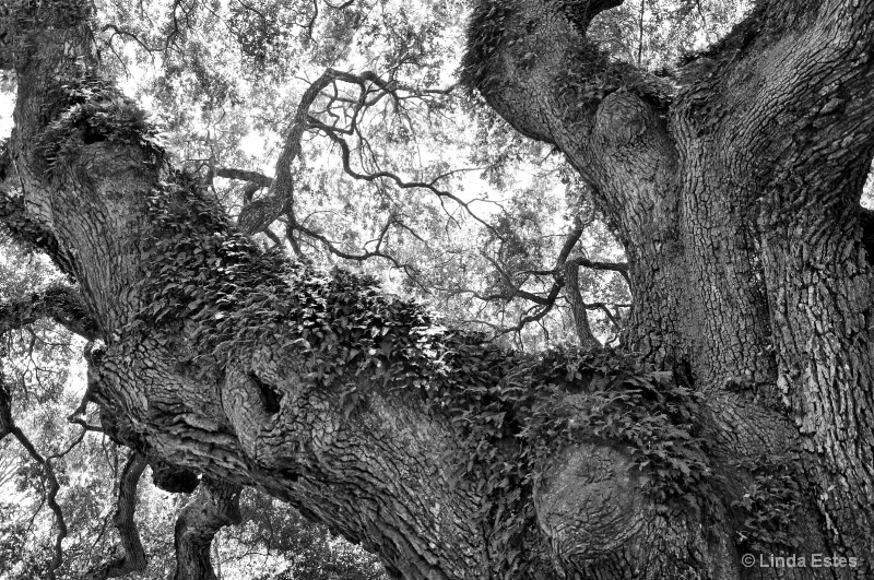 Oak and Ivy - ID: 15275508 © Linda Estes