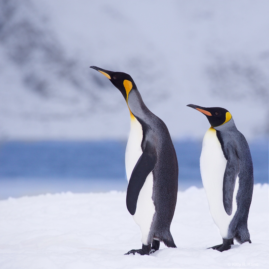 Two King Penguins  - ID: 15275562 © Kitty R. Kono