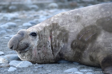 The Bull Elephant Seal and His Many Scars