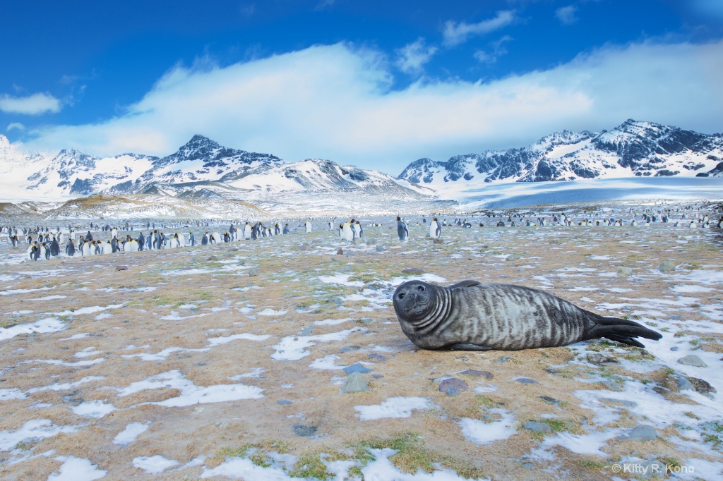 Fur Seal and King Penguins - ID: 15275607 © Kitty R. Kono