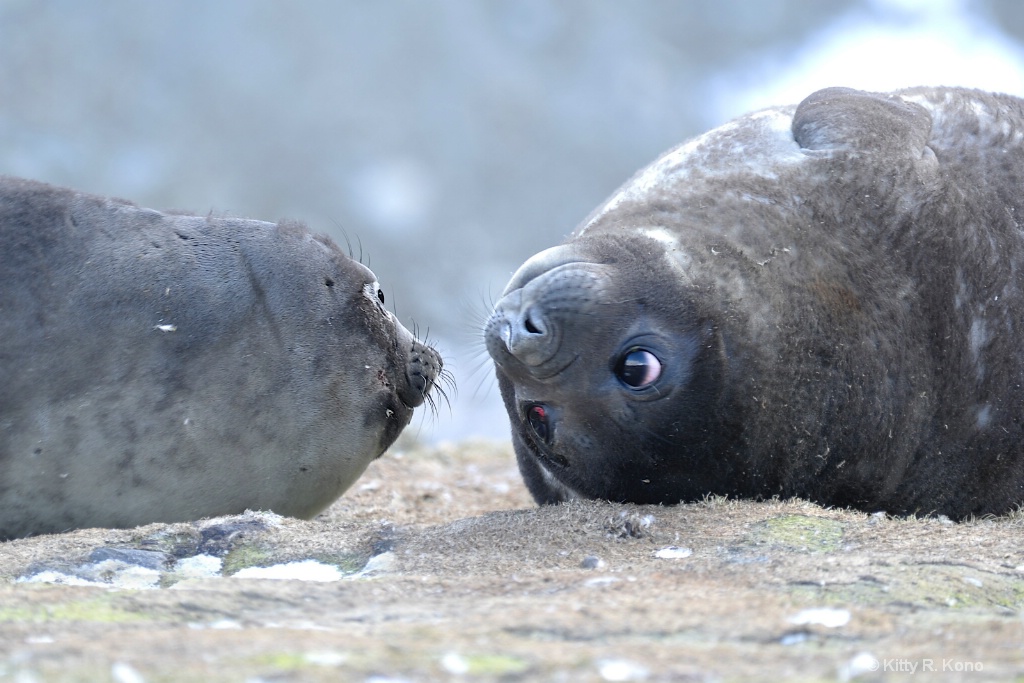 Eye Contact - Little Fur Seals Fortuna